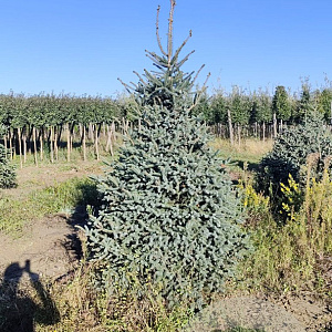 Abies pinsapo 'Glauca' 250-300 cm draadkluit