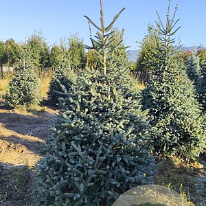 Abies pinsapo 'Glauca' 250-300 cm draadkluit