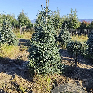 Abies pinsapo 'Glauca' 250-300 cm draadkluit