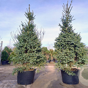 Abies pinsapo 'Glauca' 250-300 cm draadkluit