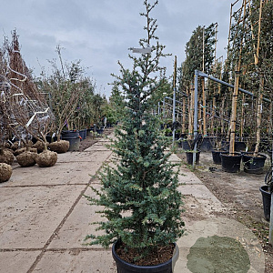 Cedrus deod. 'Robusta Glauca' 150-175 cm 35L