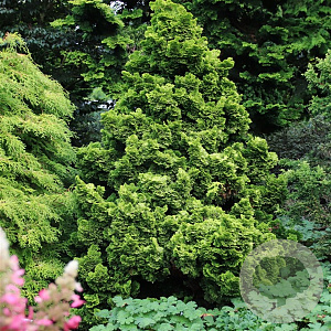 Chamaecyparis o. 'Nana Aurea' 20-25 cm 3,0L