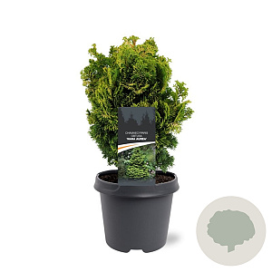 Chamaecyparis o. 'Nana Aurea' 25-30 cm 5,0L