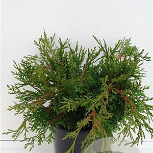 Chamaecyparis o. 'Pygmaea' 25-30 cm 3,5L