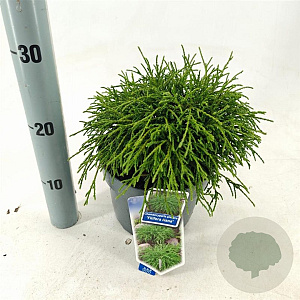Chamaecyparis p. 'Filifera Nana' 20-25 cm 3,0L
