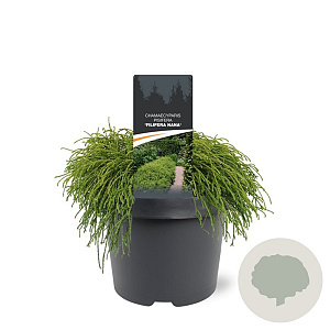 Chamaecyparis p. 'Filifera Nana' 25-30 cm 3,5L