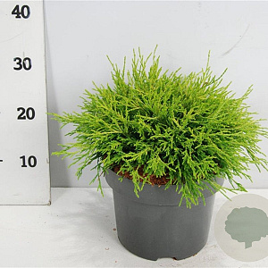 Chamaecyparis p. 'Sungold' 30-40 cm 5,0L