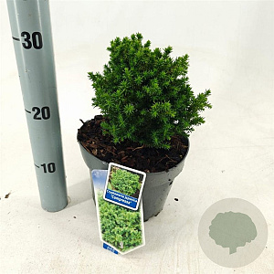 Cryptomeria j. 'Compressa' 20-25 cm 3,0L
