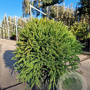 Cryptomeria j. 'Globosa Nana' 40-50 cm 15L