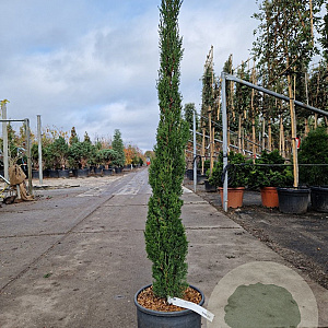 Cupressus semp. 'Totem' 125-150 cm 12L
