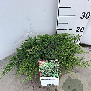 Juniperus comm. 'Green Carpet' 30-40 cm 3,0L