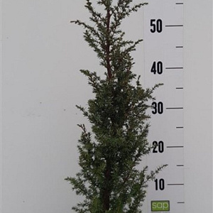Juniperus comm. 'Hibernica' 50-60 cm 5,0L