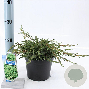 Juniperus comm. 'Repanda' 20-25 cm 3,0L