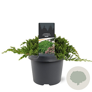 Juniperus procumbens 'Nana' 25-30 cm 3,5L