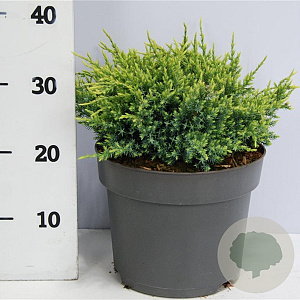 Juniperus squamata 'Holger' 30-40 cm 5,0L