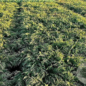 Microbiota decussata 30-40 cm 3,0L