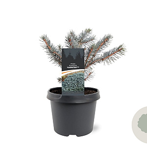 Picea pungens 'Karpaten' 20-25 cm 3,0L
