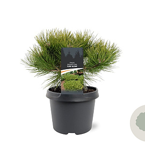 Pinus dens. 'Low Glow' 25-30 cm 3,5L