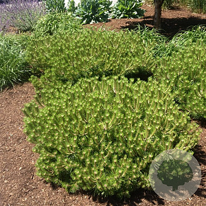 Pinus dens. 'Low Glow' 25-30 cm 3,5L