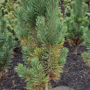 Pinus sylv. 'Fastigiata' 80-100 cm met kluit