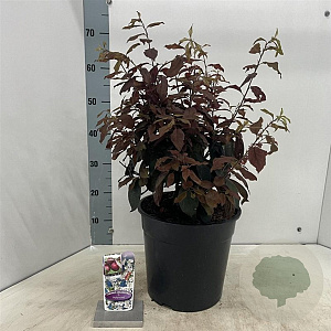 Prunus cer. 'Nigra' 100-120 cm 10L