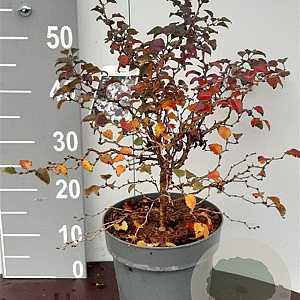 Prunus incisa 'Kojou-no-mai' 30-40 cm 5,0L
