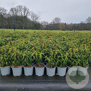 Prunus l. 'Angustifolia' 30-40 cm 3,0L