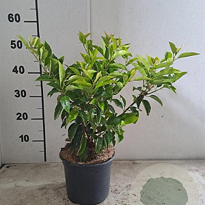 Prunus l. 'Angustifolia' 30-40 cm 3,0L