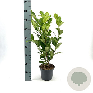 Prunus I. 'Rotundifolia' 40-50 cm 3,0L