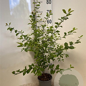 Prunus spinosa 60-100 cm 2,0L
