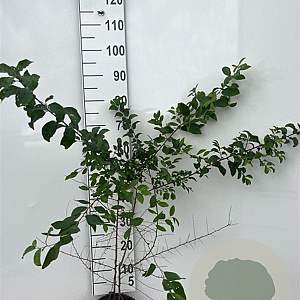 Prunus spinosa 60-100 cm 2,0L