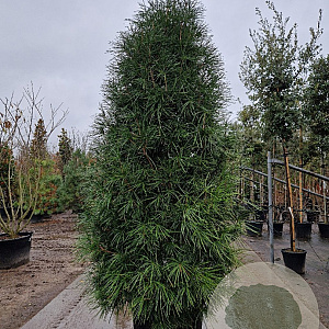 Sciadopitys verticillata 200-250 cm container solitair