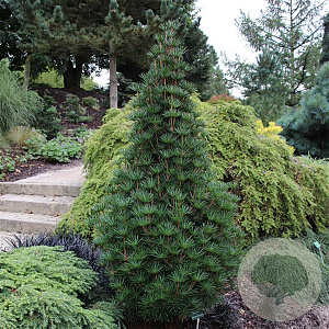 Sciadopitys vert. Green Diamond 25-30 cm 3,5L