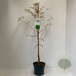 Taxodium distichum 80-100 cm 3,5L met stok