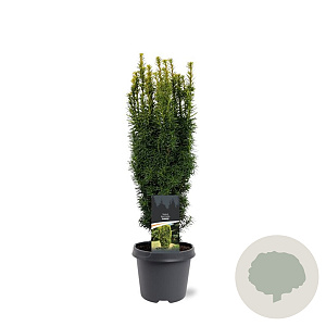Taxus b. 'David' 50-60 cm 3,0L
