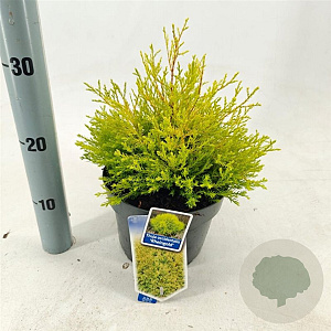 Thuja occ. 'Rheingold' 20-25 cm 3,0L