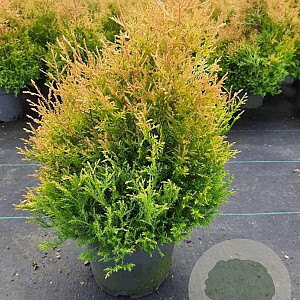 Thuja occ. 'Rheingold' GM C3
