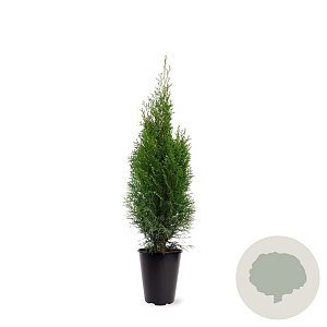 Thuja occ. 'Smaragd' 60-80 cm 4,0L
