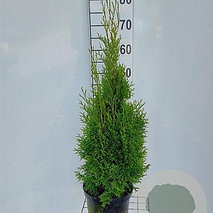 Thuja occ. 'Smaragd' 60-80 cm 4,0L