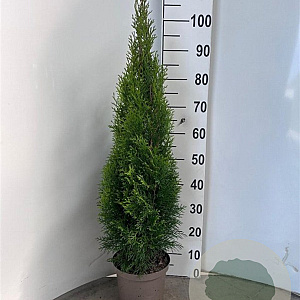 Thuja occ. 'Smaragd' 60-80 cm 4,0L