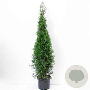 Thuja occ. 'Smaragd' 100-125 cm 7,5L