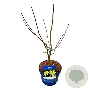 Acer Arctic Jade 50-60 cm 5,0L