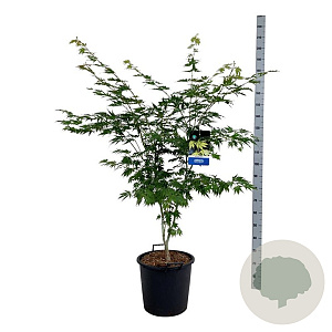 Acer Arctic Jade 125-150 cm 30L extra