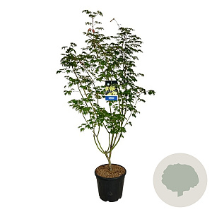 Acer Arctic Jade 170-200 cm cont. 55L extra