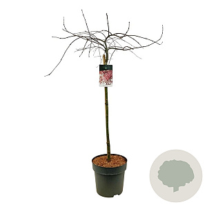 Acer pal. 'Garnet' 90 cm stam 14L