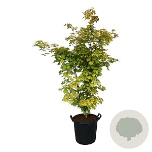Acer pal. 'Summer Gold' 100-125 cm 30L extra