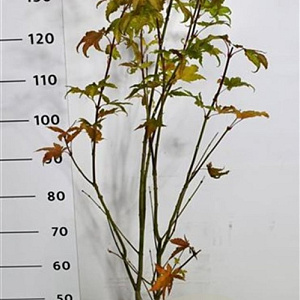 Acer pal. 'Summer Gold' 125-150 cm 15L