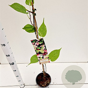 Actinidia kolomikta 70-80 cm 2,5L