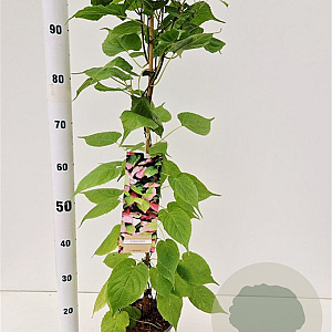 Actinidia kolomikta 70-80 cm 2,5L