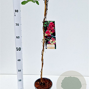 Akebia quinata 70-80 cm 2,5L